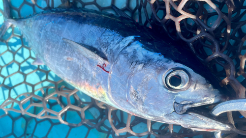 クロマグロの釣果