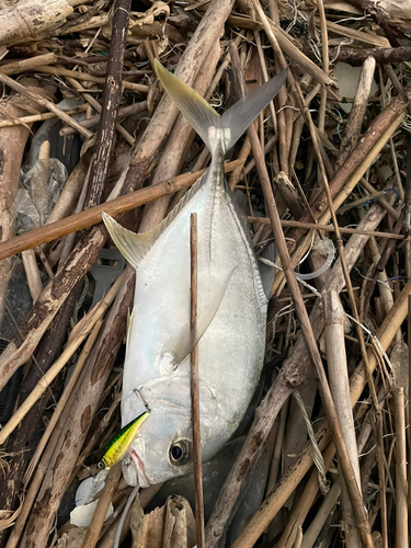 ロウニンアジの釣果