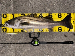 シーバスの釣果