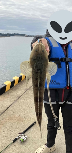 マゴチの釣果