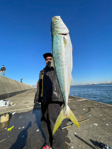 メジロの釣果