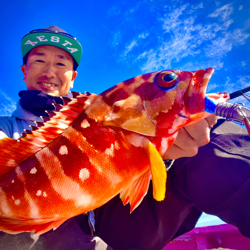 アカハタの釣果