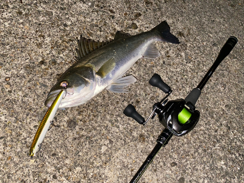 シーバスの釣果