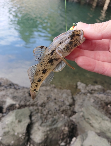 ウロハゼの釣果