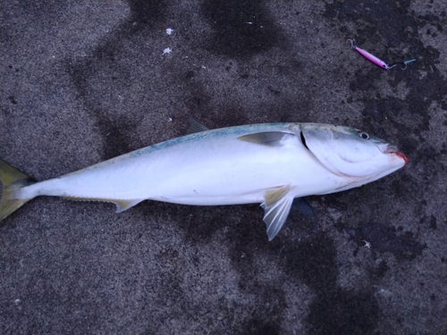 ブリの釣果