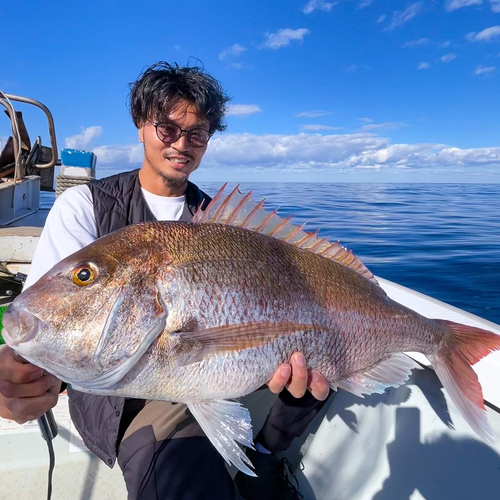 マダイの釣果