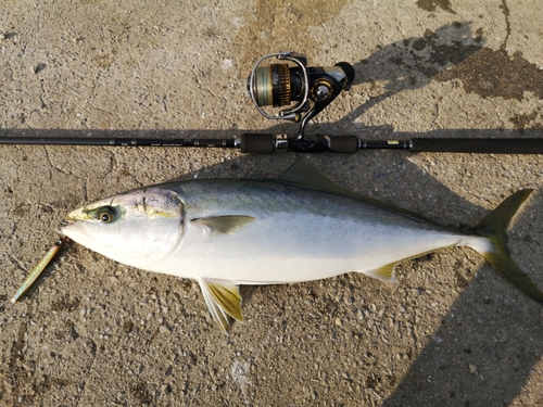 ハマチの釣果