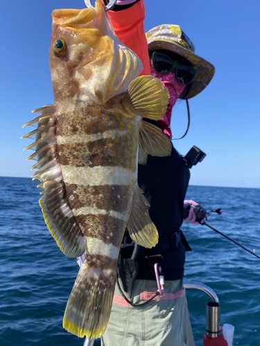 アオナの釣果