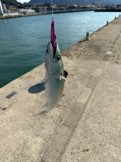 サゴシの釣果