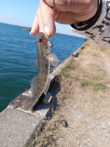 ハゼの釣果