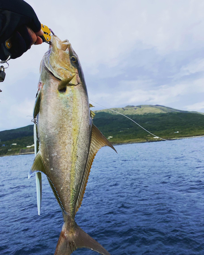 ヒレナガカンパチの釣果