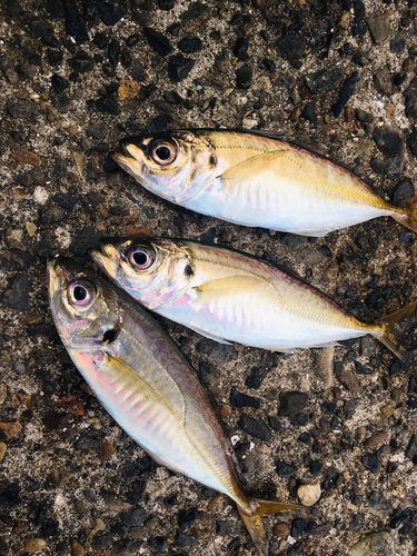 アジの釣果