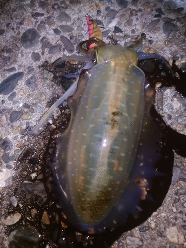 アオリイカの釣果