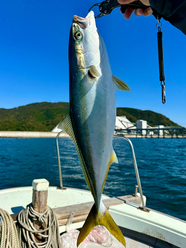 ハマチの釣果