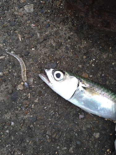 サバの釣果