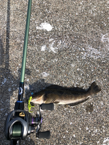 アイナメの釣果