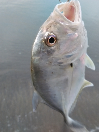 メッキの釣果