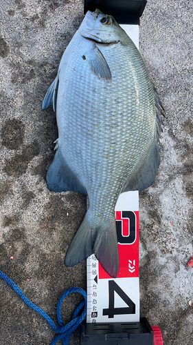 イスズミの釣果