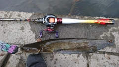 ナマズの釣果