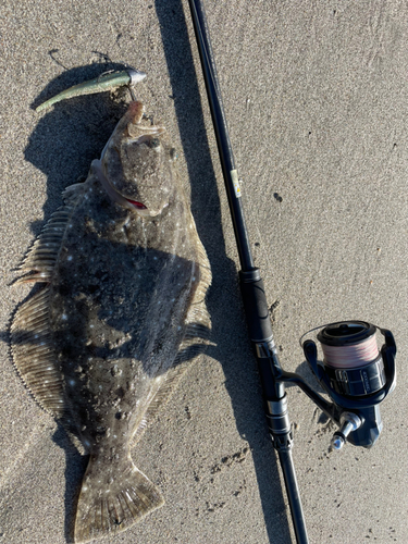 ヒラメの釣果