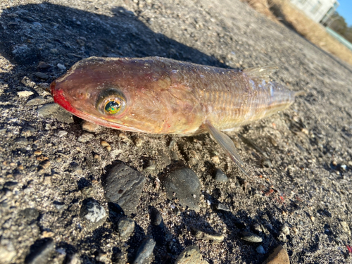 エソの釣果