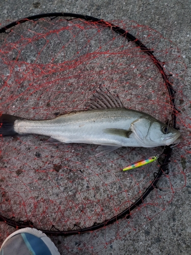 スズキの釣果