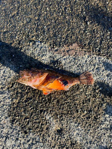 オニカサゴの釣果