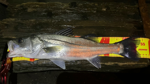 フッコ（マルスズキ）の釣果