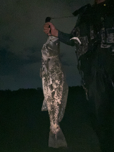 オオニベの釣果