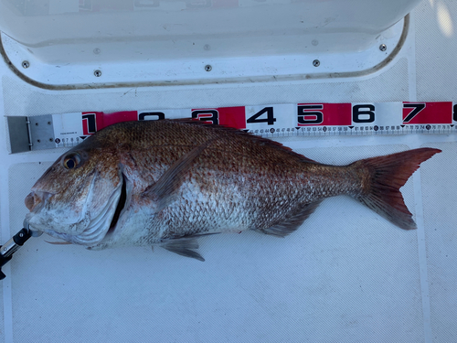 マダイの釣果