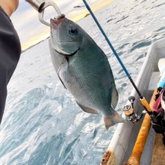 メジナの釣果