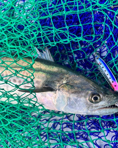 サゴシの釣果