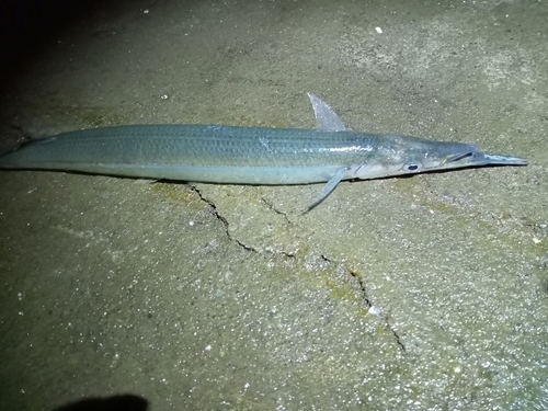 ダツの釣果