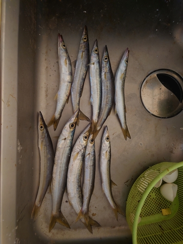 カマスの釣果