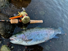 ニジマスの釣果