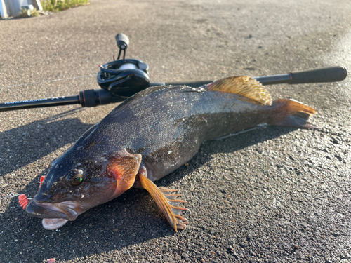 アイナメの釣果