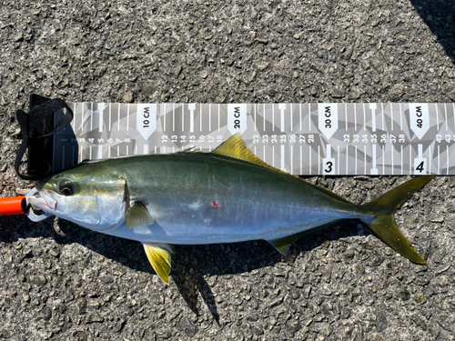 ハマチの釣果