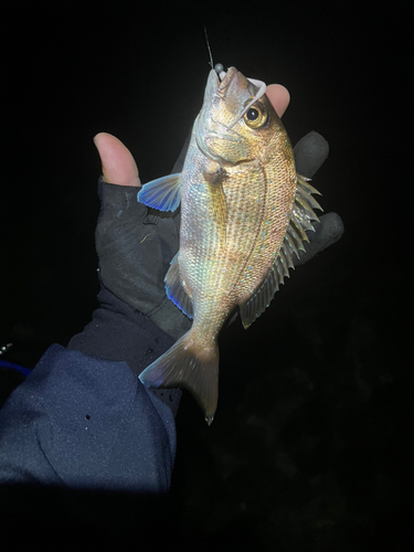 チャリコの釣果