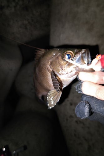 シロメバルの釣果