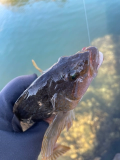 アイナメの釣果