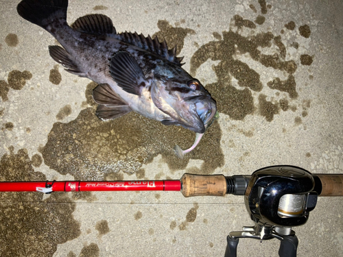 クロソイの釣果