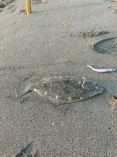 ソゲの釣果