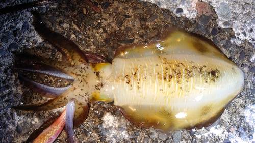 アオリイカの釣果