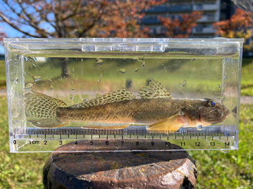 ハゼの釣果