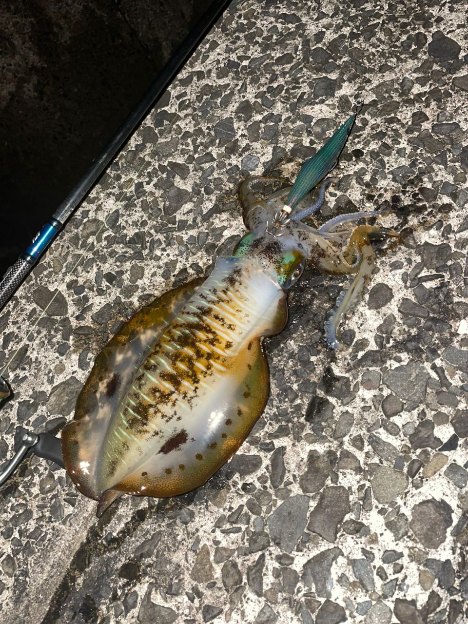 アオリイカ