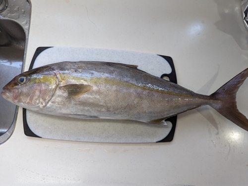 カンパチの釣果