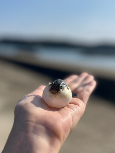 クサフグの釣果