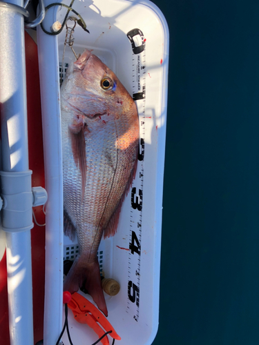 マダイの釣果