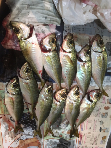 アジの釣果