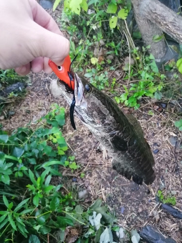 ライギョの釣果